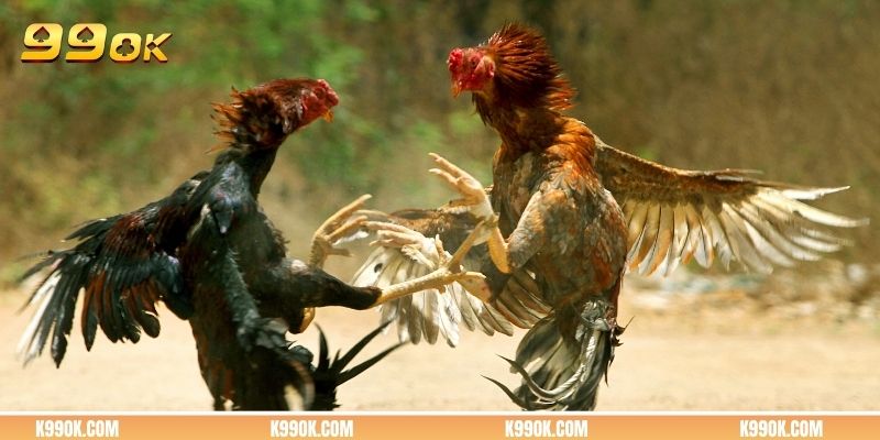 Hai chiến kê chuẩn bị vào trận với sự giám sát của trọng tài