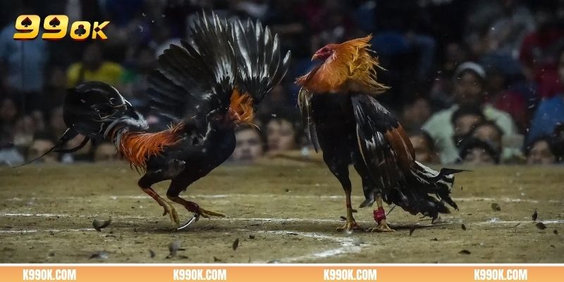 Luật game cùng đặc điểm nổi bật của đá gà cựa sắt