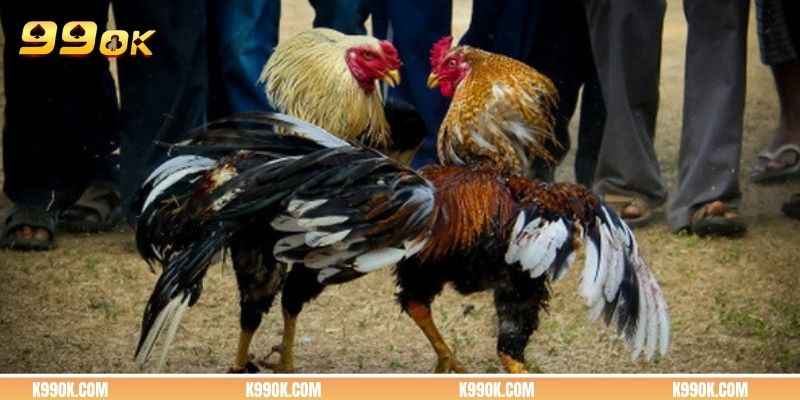 Mẹo phân tích kèo đá gà cựa sắt chuẩn