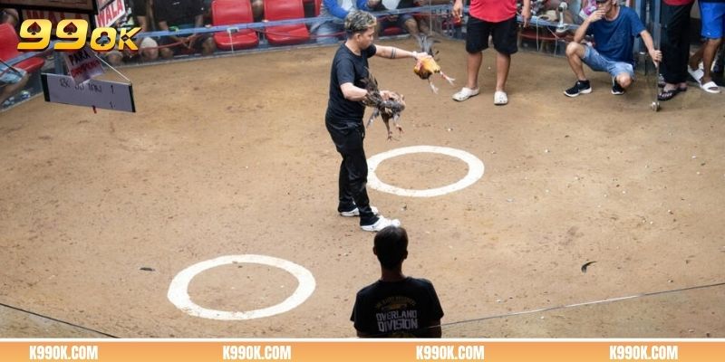 Nắm bắt mẹo xem đá gà online từ cao thủ