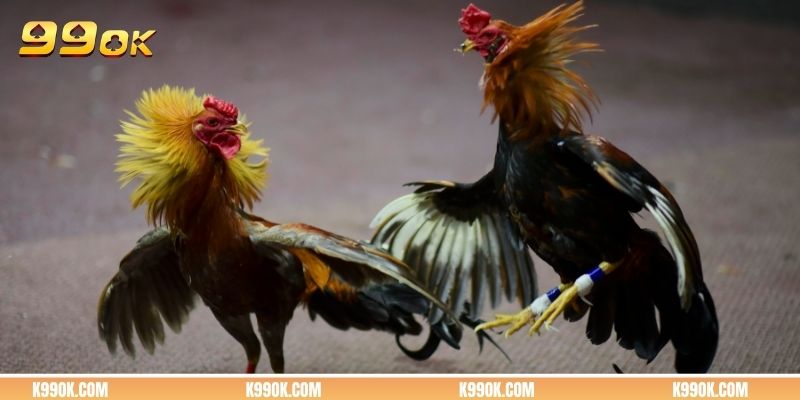 Thông tin lịch đá gà cựa sắt hôm nay mới nhất