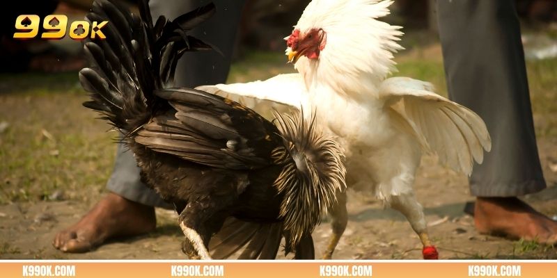 Thông tin tổng quan về đá gà trực tiếp Thomo hấp dẫn