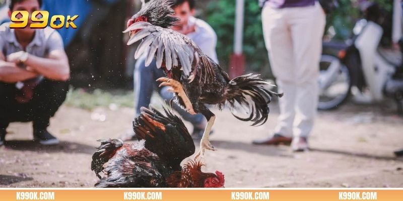 Xem đá gà online với không khí cực hào hứng